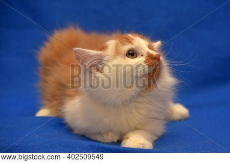 Small Red And White Kitten One-eyed Disabled
