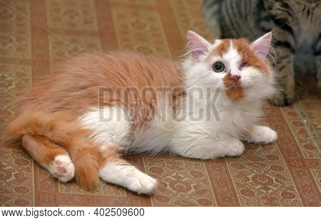 Small Red And White Kitten One-eyed Disabled