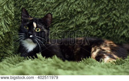 Black With Red And White Cat On A Green Background