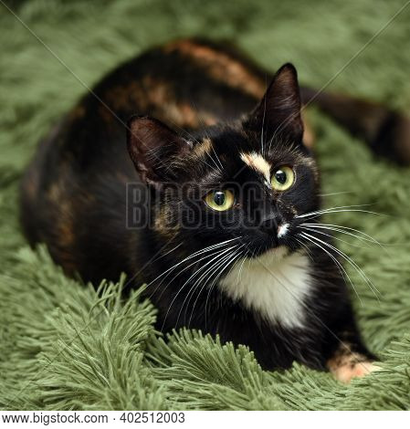 Black With Red And White Cat On A Green Background