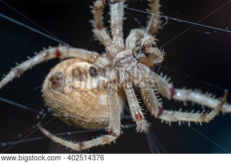 Common Hairy Field Spider (neoscona Subfusca) Macro Photography At Night Underside View Of Web,