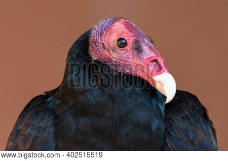 A Turkey Vulture Or Buzzard (cathartes Aura) Very Close Up Head Shot Showing Off Pink Head And White