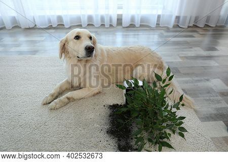 Cute Golden Retriever Dog Near Overturned Houseplant On Light Carpet At Home