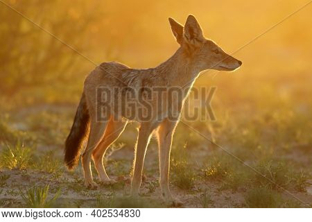 Black-backed jackal (Canis mesomelas) in early morning light, Kalahari desert, South Africa