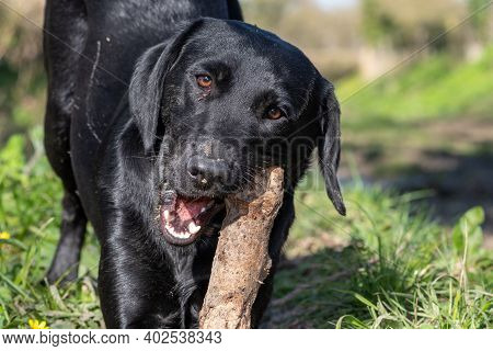 Portrait Of A Black Labrador Puppy Playing With A Stick