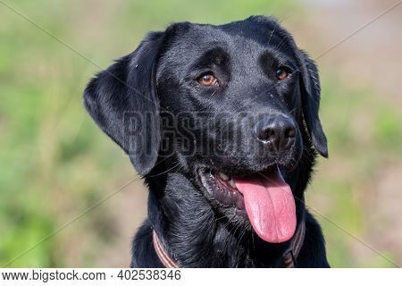 Head Shot Of A 10 Month Old Black Labrador Puppy