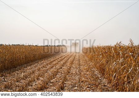 Harvesting Ripe Dry Corn In The Field With A Green Harvester