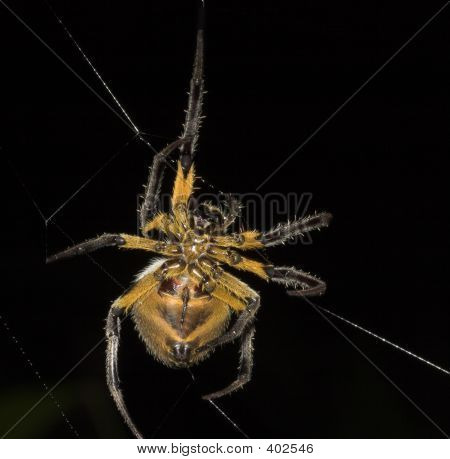 Žlutý Spider