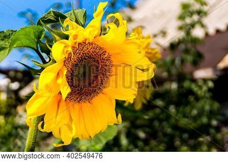 Sunflower Flower, An Oil Source Of Vegetable Fats, As Well As Fragrant Oilcake And Halva, Selective 
