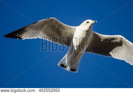 Ring-billed Gull Flying In A Blue Sky