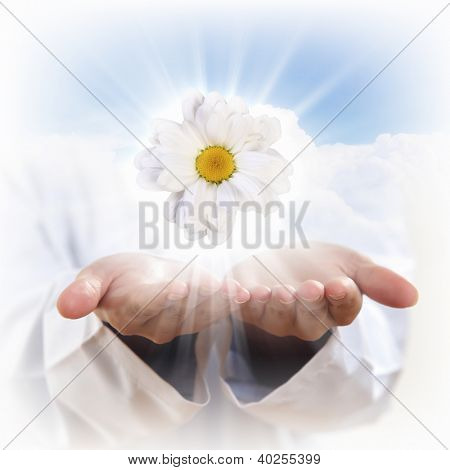 Eine Kamille-Blume und Menschenhand illustration
