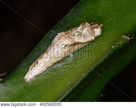 Small Butterfly Cocoon