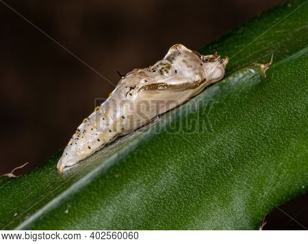 Small Butterfly Cocoon