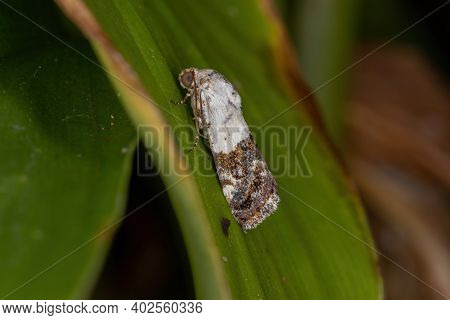 Small Yellow Moth Of The Tribe Acontiini
