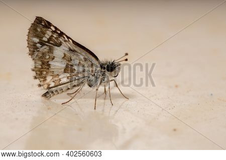 Adult New World Checkered-skipper