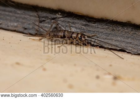 Small Field Cricket Of The Genus Gryllodes