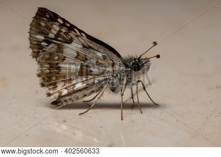 Adult New World Checkered-skipper