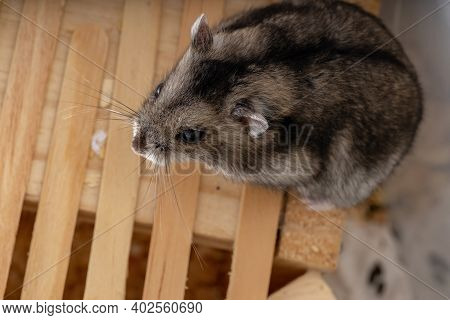 Campbell's Dwarf Hamster