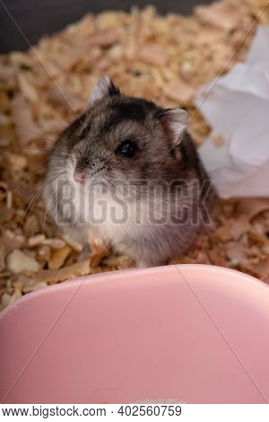 Campbell's Dwarf Hamster