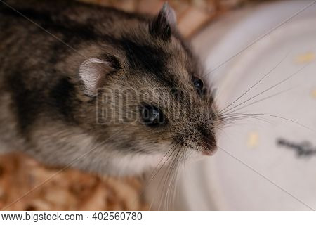 Campbell's Dwarf Hamster