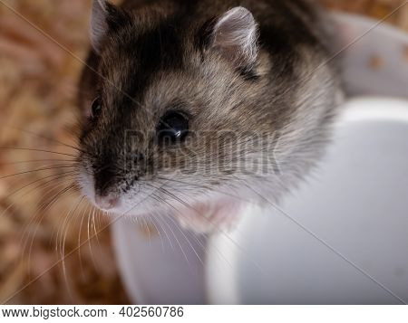 Campbell's Dwarf Hamster