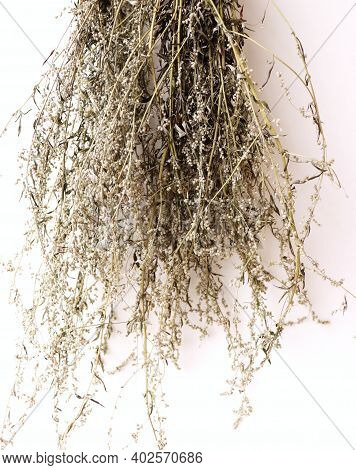 Dried Artemisia Vulgaris, The Common Mugwort. Mugwort Has Been Used Medicinally And As Culinary Herb
