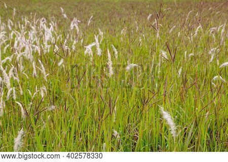 Clump Of Fountain Grass Field Use For Background