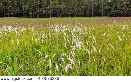 Clump Of Fountain Grass Field Use For Background