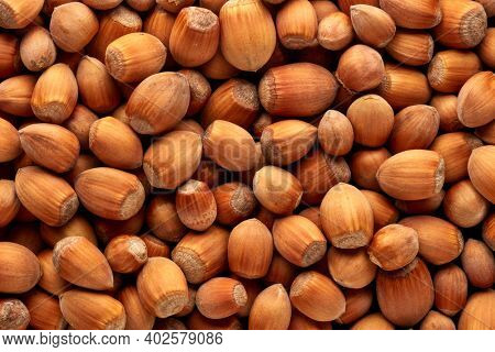 Filbert. Cobnut. Background from hazelnuts.