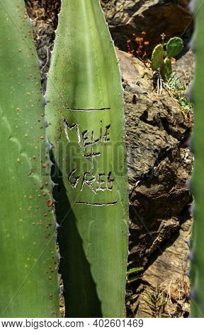 Aloe Leaves In The Cinque Terre, Thoughtlessly Damaged By Tourists. Italy