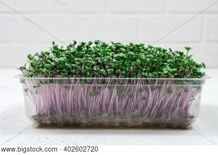Fresh Organic Microgreens In A Plastic Container On A White Background. Micro Greens.