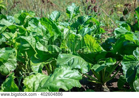 Many Green Leaves Of Growing Sugar Beet Growing Outdoors And Illuminated By Bright Sun. Beet Tops On
