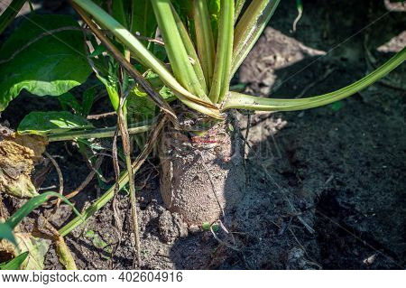 Detail Of Sugar Beet In The Soil, Green Leaves And Brown Root, Feed For Animals, Bio Agriculture, Fa
