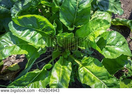 A Growing Bush Of A Sugar Beet Plant With Lush Foliage. Top View. Selective Focus. Sugar Beet Plants