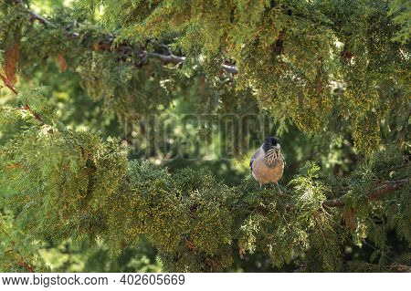 Black Headed Jay Or Lanceolated Jay Closeup Of Bird In Natural Green Background Foothills Of Himalay