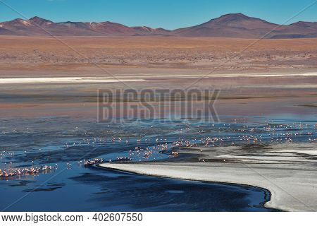 Group Of Pink Flamingos In The Colorful Water Of Laguna Colorada, Uyuni Salf Flat, Bolivia
