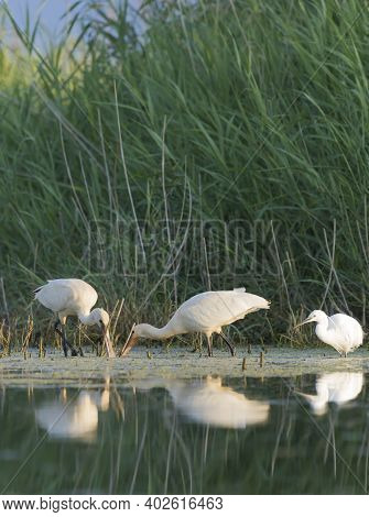 The Royal Spoonbill Is A Large Bird With Its Beak The Shape Of A Large Spoon