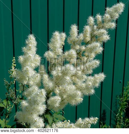 Field Of Medicinal Plants. Meadowsweet (filipendula Ulmaria)