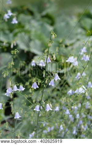 Lilyleaf Ladybell - Latin Name - Adenophora Liliifolia