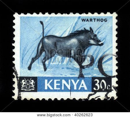 Warthog, vildsvin