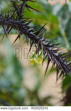 Purple Devil Yellow Flowers - Latin Name - Solanum Atropurpureum