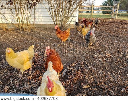 Hens Up Close In A Traditional Rural Barnyard. Detail Of A Hen Head. Close Up Of Chicken Standing On