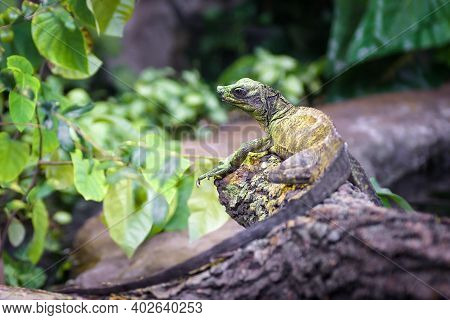 Water Dragon On Branch Of Tree, Big Tropical Lizard In Summer Forest. Asian Dragon Reptile With Long