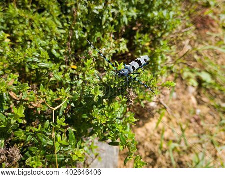 The Banded Alder Borer Beetle, Rosalia Funebris, Striped Bug With Long Horns On Green Bush During Su