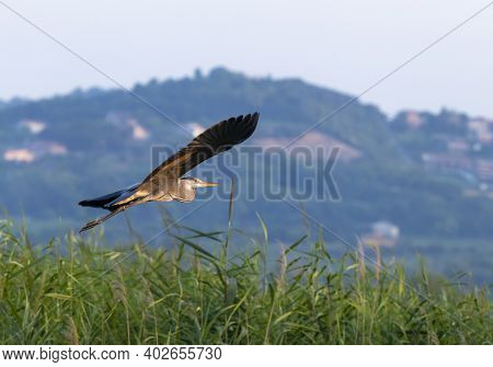 Beautiful Gray Heron In A Pond Searching For Food
