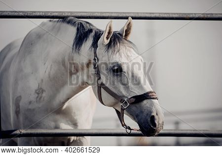 Portrait Of A Gray Sports Stallion With A Dark Mane In A Halter. Sporty Young Horse Gray Color In A 