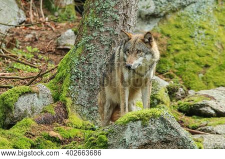 The Portrait Of Wolf In Czech Republic In His Natural Habitat In A Protected National Area In Southe