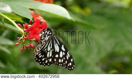 Tropical Exotic Butterfly In Jungle Rainforest Sitting On Green Leaves, Macro Close Up. Spring Parad