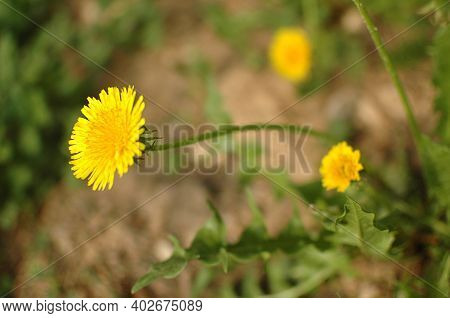 Spring Yellow Flower In A Clearing. Yellow Dandelion In A Green Meadow. Spring. Spring Flowers.