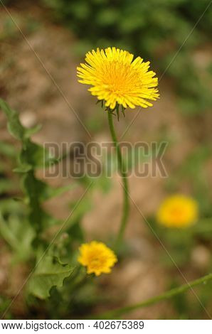 Spring Yellow Flower In A Clearing. Yellow Dandelion In A Green Meadow. Spring. Spring Flowers.